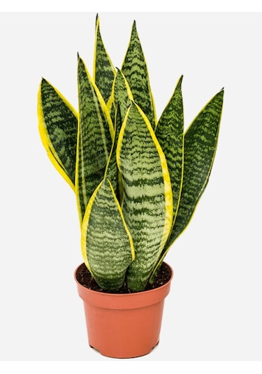 Bodur Paşa Kılıcı Çiçeği Sanseveria 25-30cm