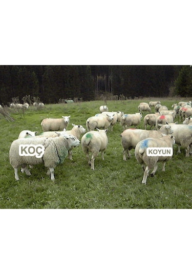 Kemer Boyası Aşım Kemeri İçin Sarı