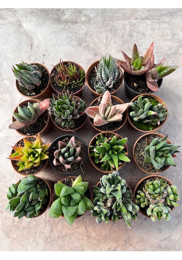 Karışık Haworthia Set 16lı