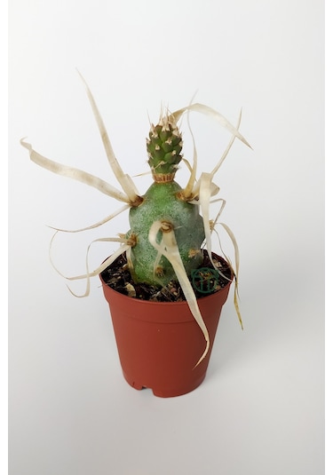 Tephrocactus Articulatus var. Papiracantus Kağıt Omurga Kaktüsü