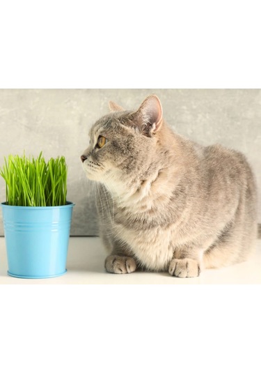 Kedi Çimi Tohumu - 250 Gram Kedi Çimi Tohumu