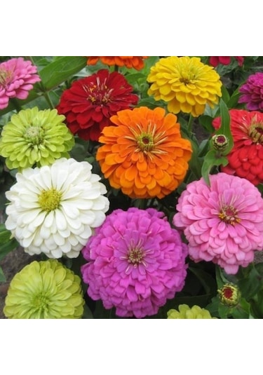 Super Yoga Scarlet Zinya Çiçeği Tohumu 40 Tohum