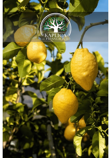Tüplü Yediveren Aşılı Limon Ağacı Fidanı 3 Yaş