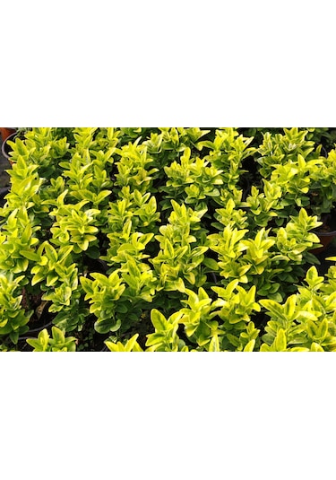 Gold Taflan 10 Adet - Sarı Çit Bitkisi