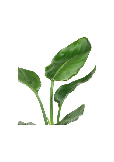 Strelitzia Starliçe 90-120 Cm Boyunda Tek Gövdeli Salon Bitkisi İç Mekan Bitkisi