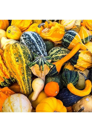 Karışık Süs Kabakları Tohumu 10 Tohum 1 Paket