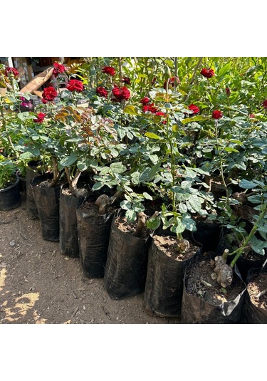 Tüplü Ve Aşılı Kırmızı Gül Fidanı Kök Yaşı 3
