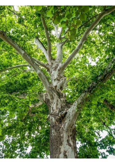 Çınar Fidanı - 80-100 Cm Boyunda, Gölgeli Ağaç Fidanı