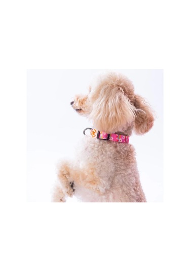 Pawstar Daisy Boyun Tasması M Boyun Çevresi: 32 Cm X 48 Cm Çok Renkli
