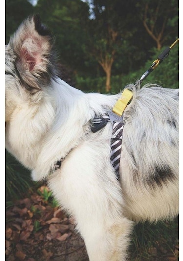 M-pets Wild Safari Harness Köpek Göğüs Tasması Xs Sarı