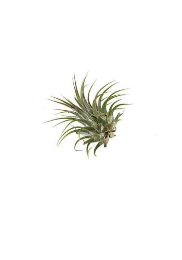 Tillandsia Harrisii (Hava Bitkisi)