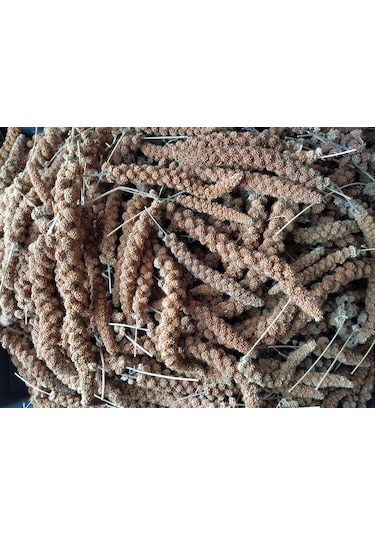 Doğal Kızıl Dal Darı Kuş Yemi 100gr (Min:10cm-Max:20cm Uzunluk)