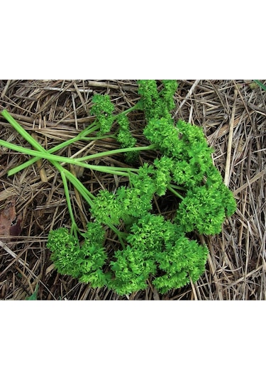 Kıvırcık Maydanoz Tohumu Atalık Saksı Tipi Moss Curled Parsley