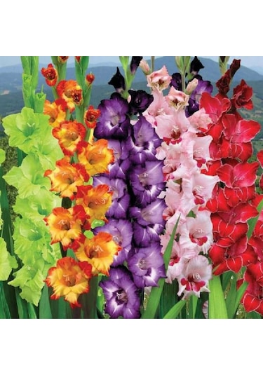 Karışık Renk Glayöl Soğanı 5 Adet