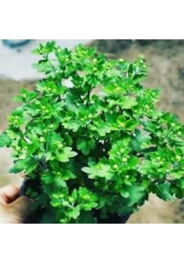 Sarı Kasımpatı Krizantem Chrysanthemum Çiçeği 10-20 Cm