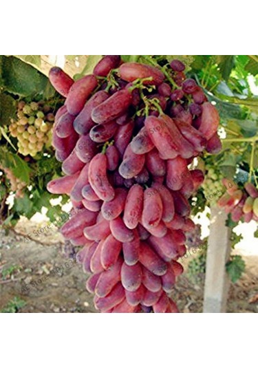 Bahçevilya Black Finger Kırmızı Siyah Üzümü 1-2 Yaş Arası Tüplü