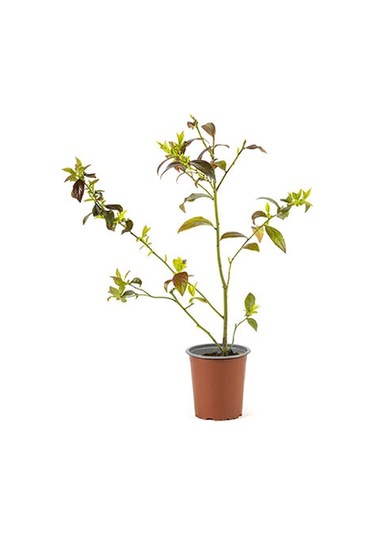 Yaban Mersini Fidanı 3-4 Yaş 80-100 Cm