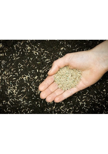 EverGReen 6'Lı Karışım Çim Tohumu 450 GR Karışım Çim Tohumu