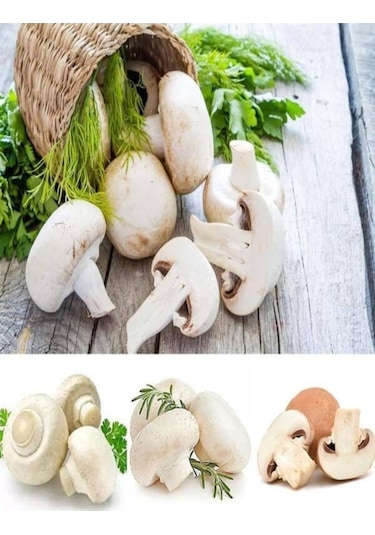 1 Gr Beyaz Şapkalı Kültür Mantarı Tohumu