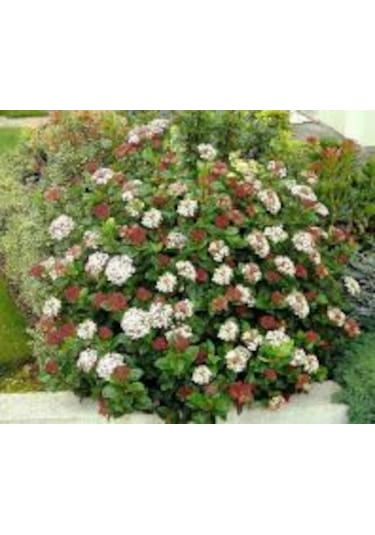 Tinus Kartopu Fidanı