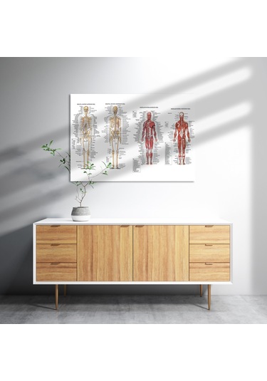 Cakasepetim İskelet Kas Sistemi Çizimi Ve İsimlendirmesi Görseli Ahşap Mdf Tablo