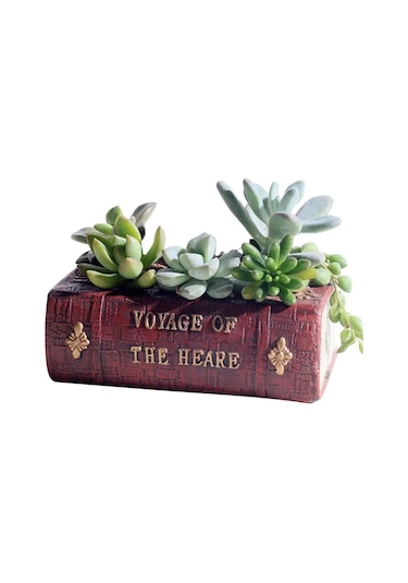 Edebiyat Kitabı Sukulent Saksı Gerçekçi Kitap Saksı