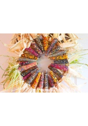 Tohum Renkli Mısır Tohumu 50 Adet