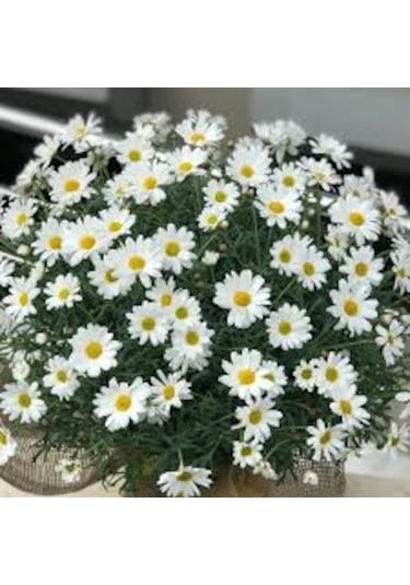 250 Adet Tohum Yayılıcı Kır Papatyası Çiçeği Tohumu Saksı Toprak