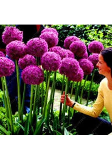 Camtohum Dev Mor Allium Tohumu Ekim Seti 3 Tohum + Saksı + Toprak + Hediye