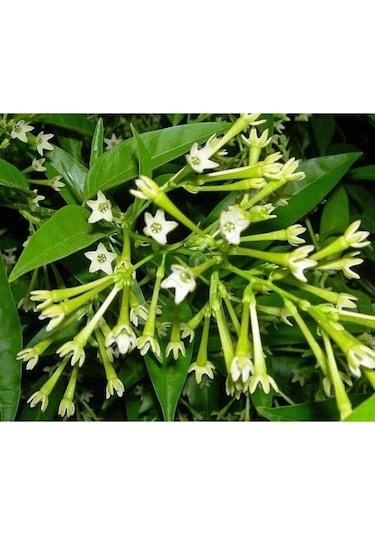 Gece Sefası Limon Çiçeği Melisa 10-20 Cm