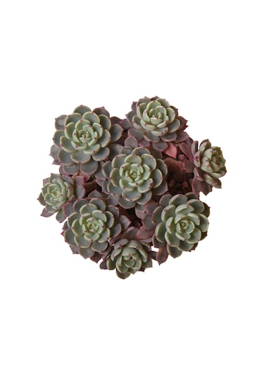 Echeveria Nana Mini Hook - Sukulent Haangarden