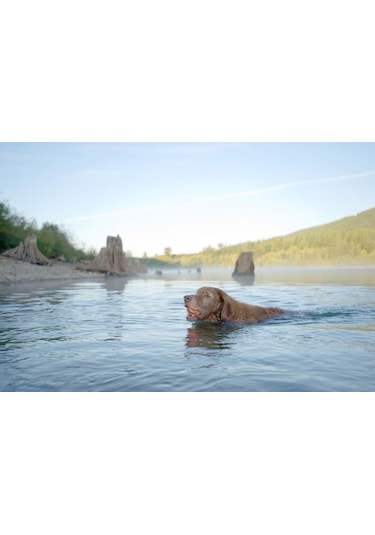 Chuckit Ultra Ball 2'li Köpek Oyun Topu Küçük Boy