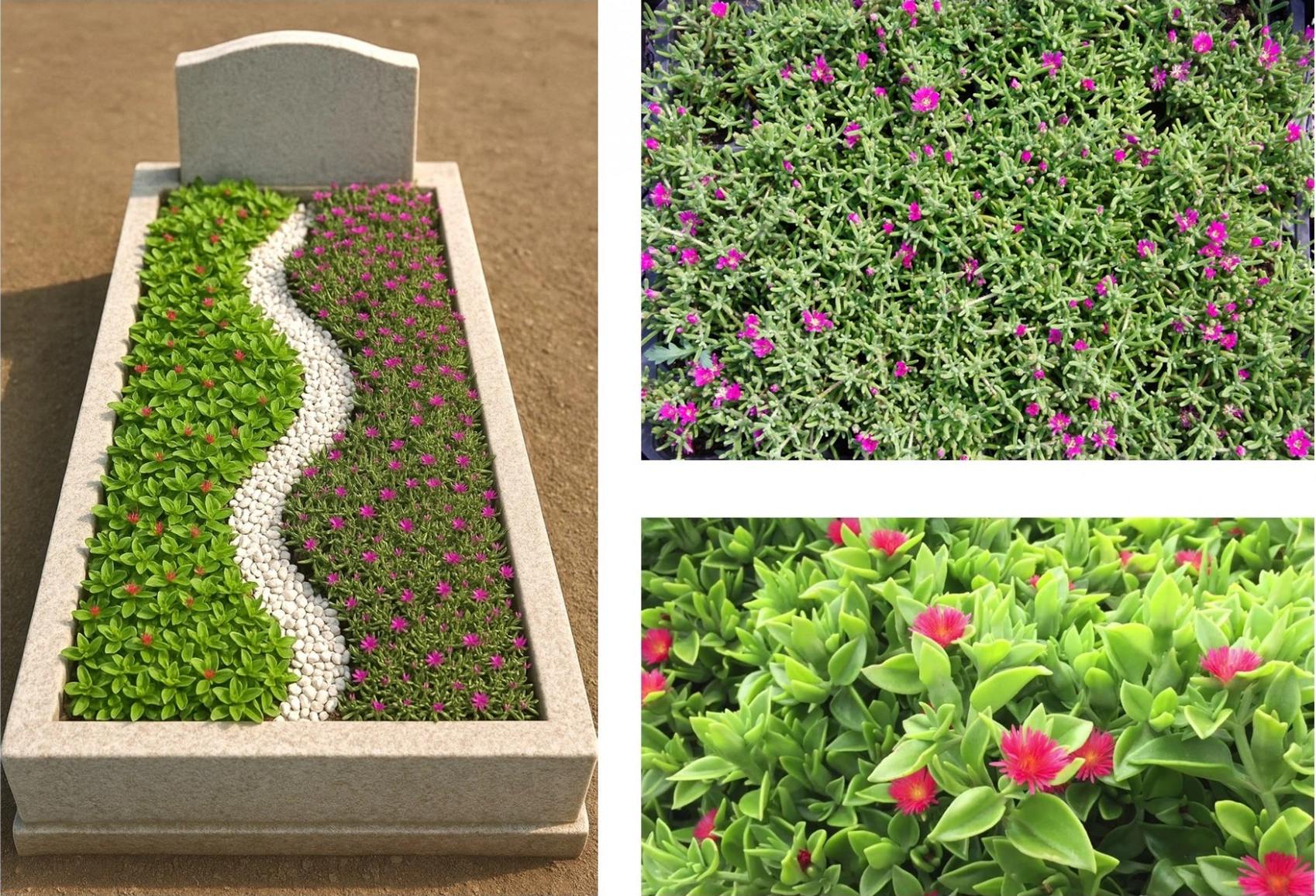 Mezar - Kabir Çiçekli Bitki Seti - 90 Adet 2 Çeşit Yer Örtücü Bit