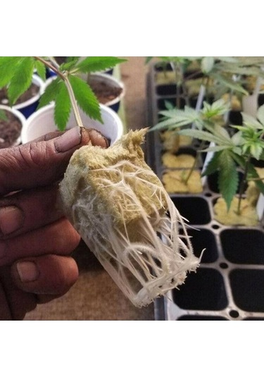 Ulzyvf Lebihmurah 4974 50 Adet Havalandırmalı Topraksız Büyüme Tarımsal Medya Sıkıştırma Küpleri Podazz 50 Adet Yüksek Kaliteli Podazz Küpler