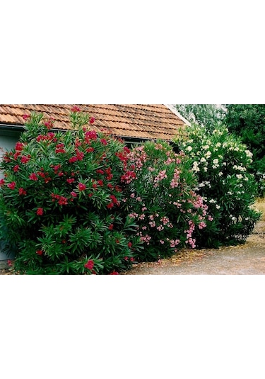 Zakkum Fidanı Zakkum Ağacı Tüplü 40-60 Cm.