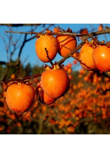 Çikolatalı Harbiye Hurma Fidanı 5 Adet Kakaolu