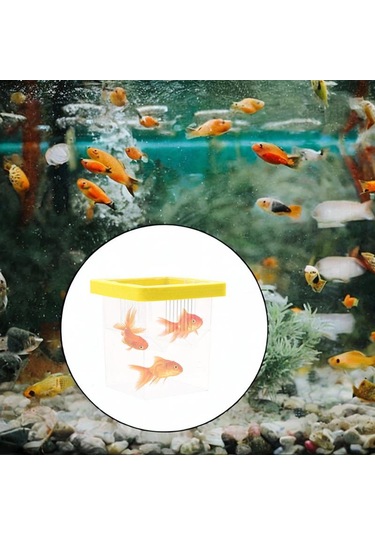 Homyl Yüzen Balık Yetiştiricisi Kutusu Palyaço Balığı,