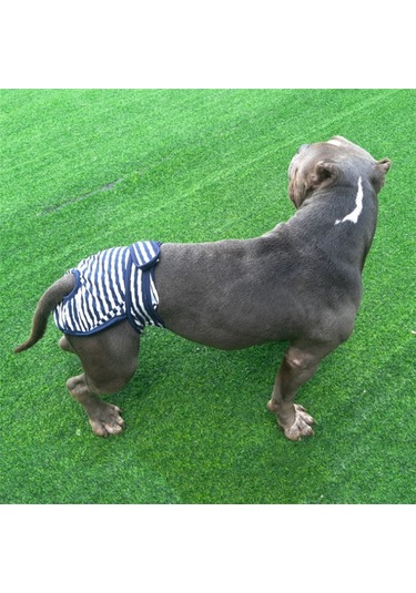 Pet Çizgili Fizyolojik Pantolon Köpek Adet Pantolonu, Boyut: S Mavi