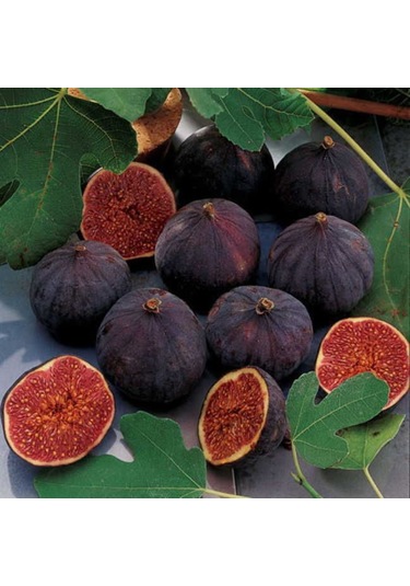 İncir Fidanı Kolay Yetiştirilen Ve Sağlıklı Meyve 1-2 Yaş Saksı