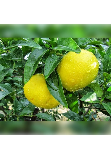 Greyfurt Fidanı Beyaz Marsh Yaş 3 Boy 70-110 Cm Soğuklara Dayan