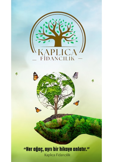 Tüplü Yediveren Aşılı Limon Ağacı Fidanı 3 Yaş