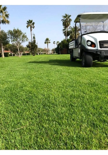 Dört Mevsim Ekilen 6 Karışımlı Çim Tohumu 1 Kğ