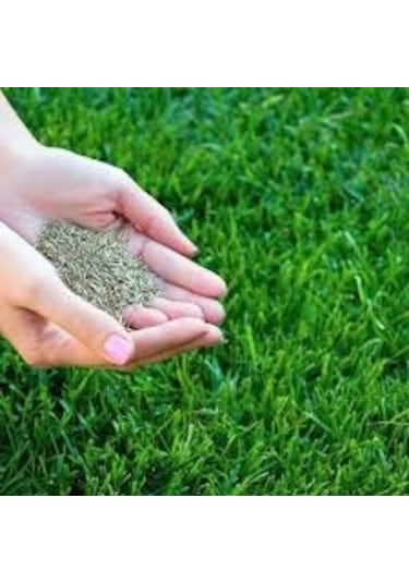 6 Karışımlı Ithal Çim Tohumu 2 Kg