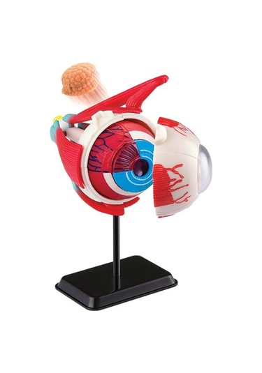 Göz Modeli 35 Parça 14 Cm