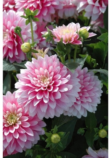 Soft Pembe Renkli Yıldız Çiçeği Soğanı 2 Adet