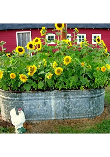 Süs Ayçiçeği Tohumu