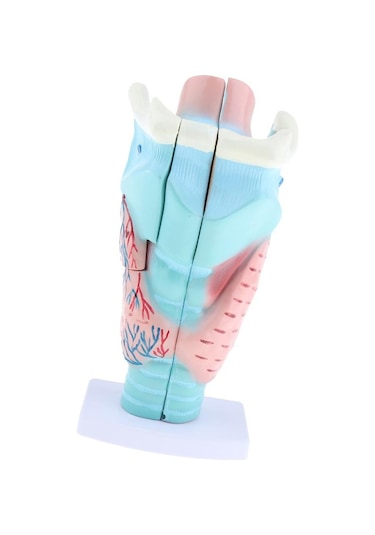 Suntek 3x Büyütülmüş İnsan Gırtlak Anatomik Modeli Anatomi