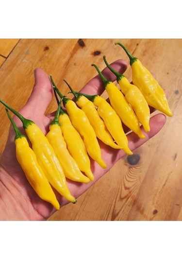 Tohumculuk Limon Damlası Acı Biber Tohumu 10 Tohum