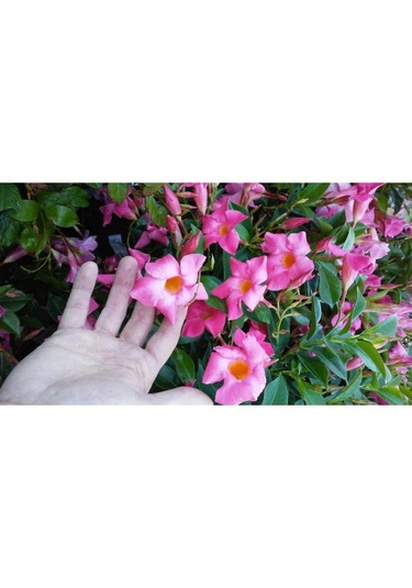 Mandevilla Çiçeği Sundavilla Mandavilla Pembe 50-70 Cm Saksıda