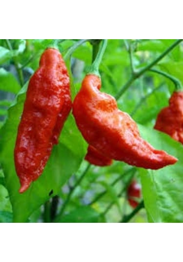 5 Adet Bhut Jolokia Çok Acı Biber Tohumu- Dünyanın En Acı Biberi